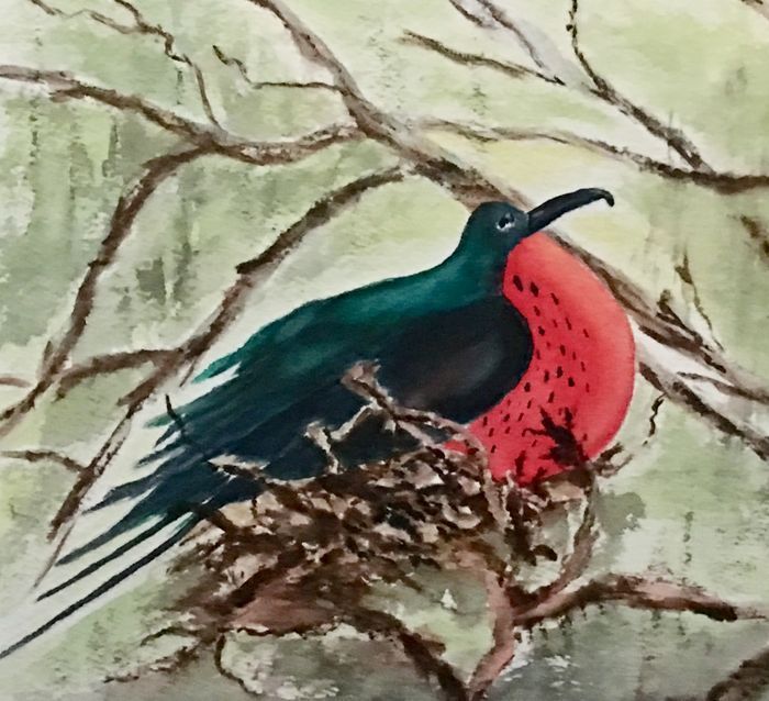 Sharol Stewart	, <i>	Male Frigate Bird	, </i>	watercolor	, 	$250