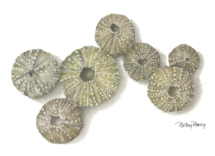 BarryBetsy_Urchins_coloredpencil_625_11x14