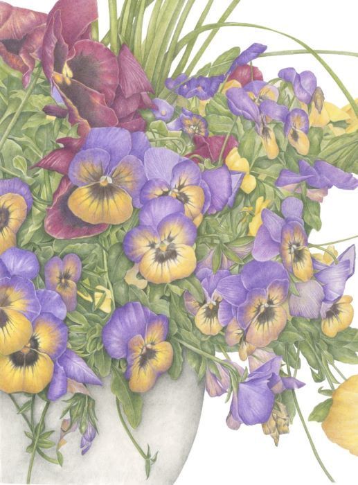 Barry_Betsy_PottedPansies_coloredpencil_16x20_800