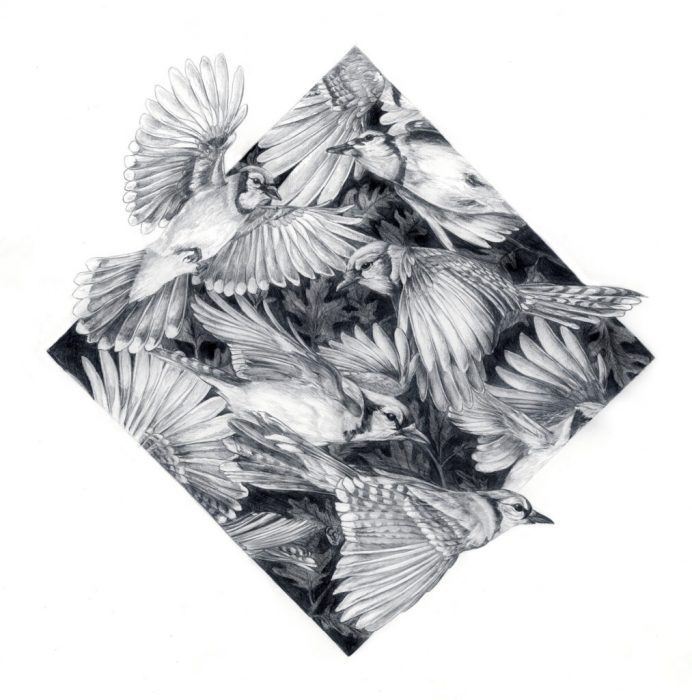 Amanda Surveski, "Jay Migration", Graphite, 26x26, $900