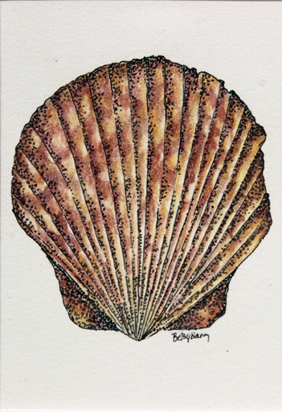 Barry Betsy Single Scallop