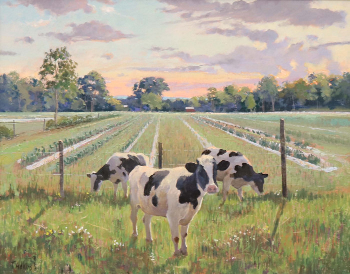 Thomas Adkins, "Three Cow Grazing", oil, $2,600, 16x24"