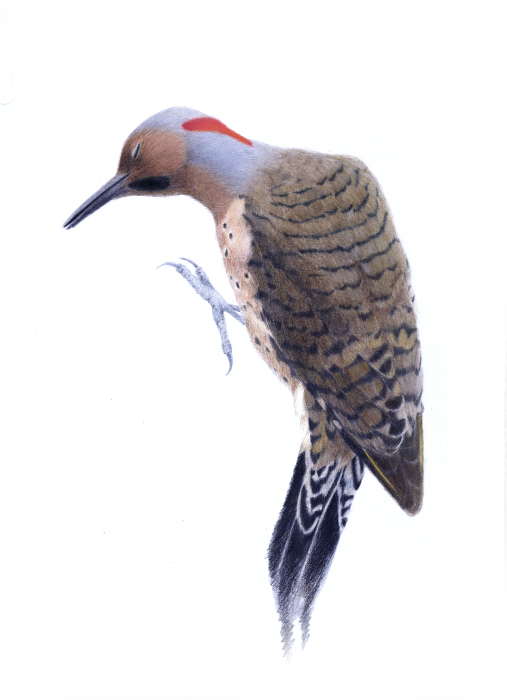 Prentice_Jan_In-the-Blink-of-an-Eye_Colored-Pencil_10.5WX13.5H-600.00