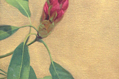 Chandler-Diane-Rhododendron-Bud-oil-200-10x8