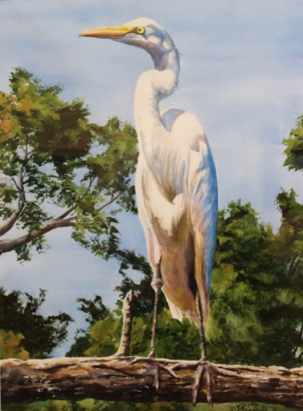 Chapin The Egret
