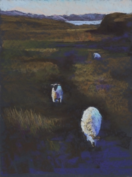 Penfield Columba's Bay Sheep