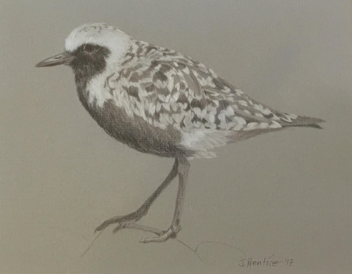 Prentice Black Bellied Plover