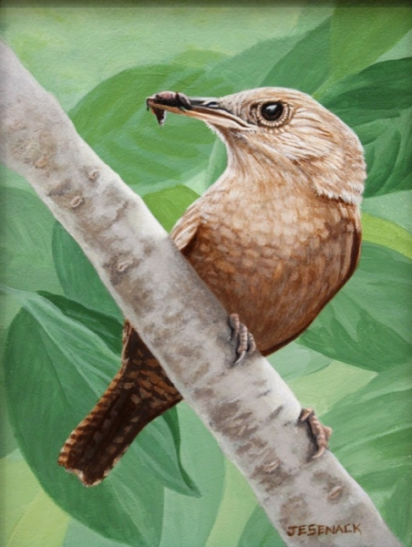 Senack Provider House Wren