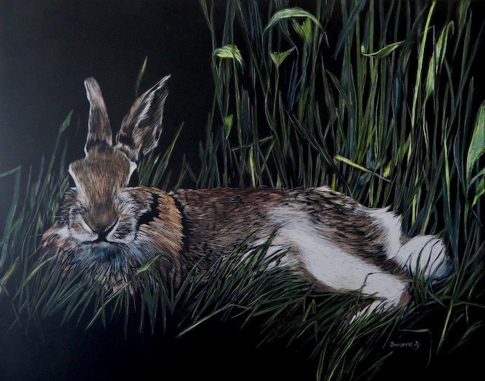 Staiger_Bivenne_Rabbit-in-Repose_Scraperboard.Watercolor_16x20_900