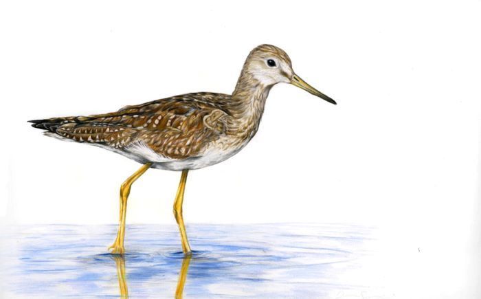 Surveski_Amanda_GreaterYellowLegs_11x17_620