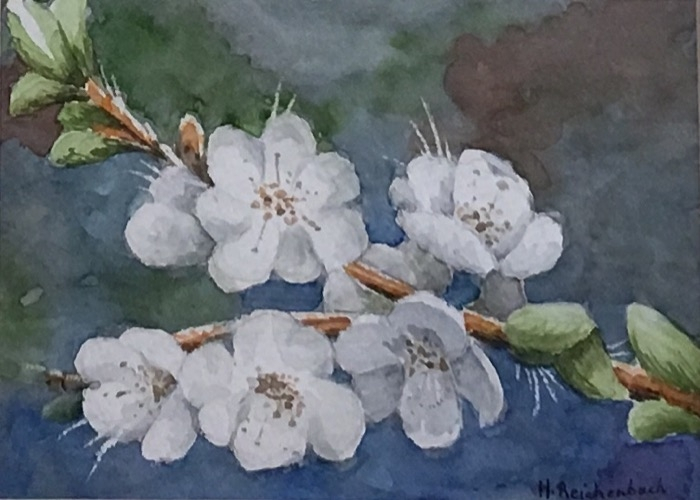 Reichenbach Apricot Blossoms watercolor