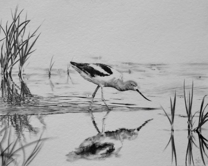 Cassaboon_Jamie_AmericanAvocet1_Graphite_9X12_1000