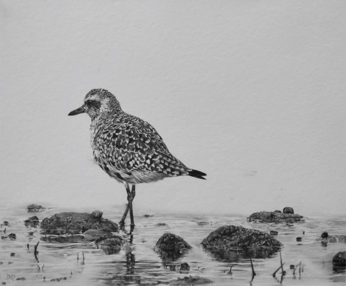 Cassaboon_Jamie_BlackBelliedPlover1_Graphite_10X13_1000
