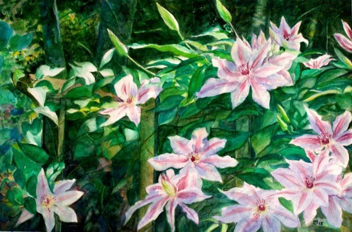 Mello_Lawrence_Nelly-Moser-Clematis_watercolor_9.25x14_2100