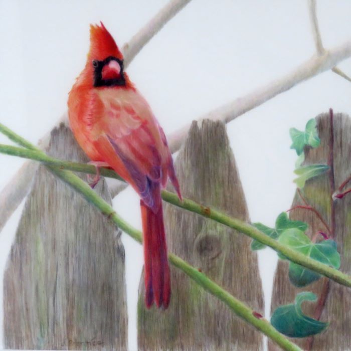 Prentice_Jan_Northern-Cardinal-II_Colored-Pencil_10X10_675