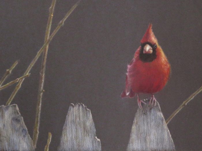 Prentice_Jan_Northern-Cardinal-I_Colored-Pencil_9X12_675
