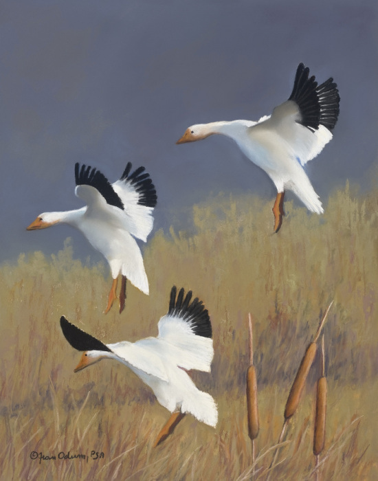 Fran Odum, "Seeking Shelter", Pastel, $900, 14 x 11