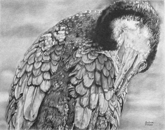 Andrea Placer, "Preening", Graphic, $650, 10 x 12.5