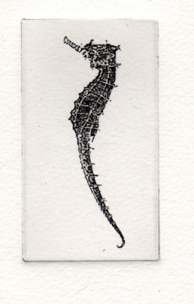 Dunn Seahorse photopolymer etching SOLD