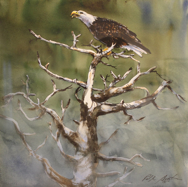 Acosta Ralph eagle in the mist