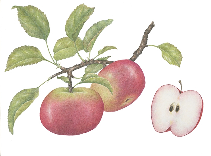 Barry Betsy Apple Branch