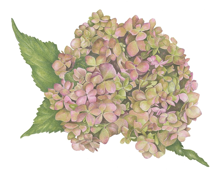 Barry Betsy Pink Hydrangea