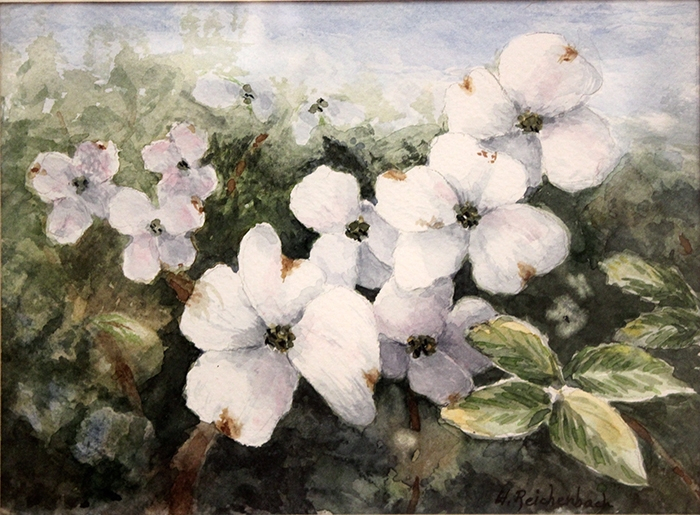 Reichenbach Hilde Dogwood II