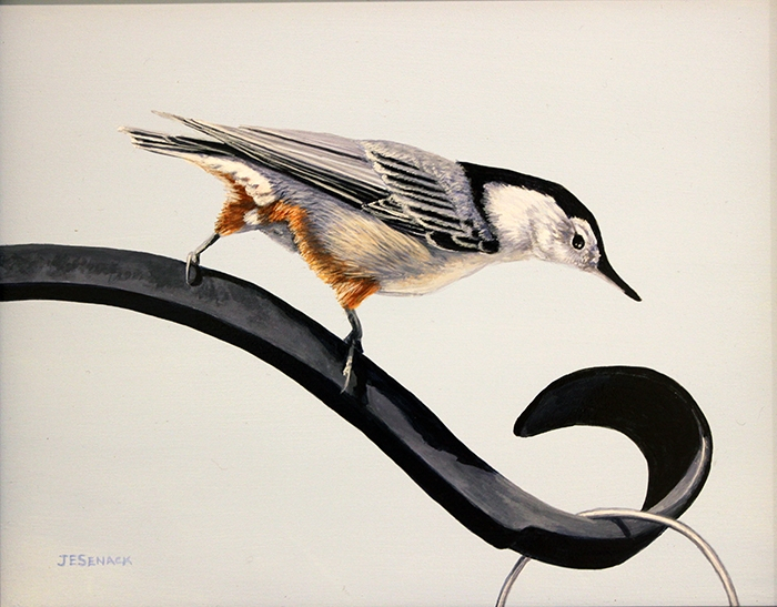Senack J Elaine White Breasted Nuthatch