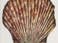 Barry Betsy Single Scallop