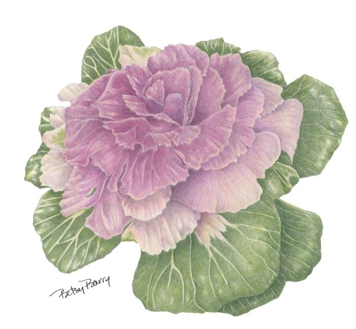 barrybetsyornamentalkalecoloredpencil