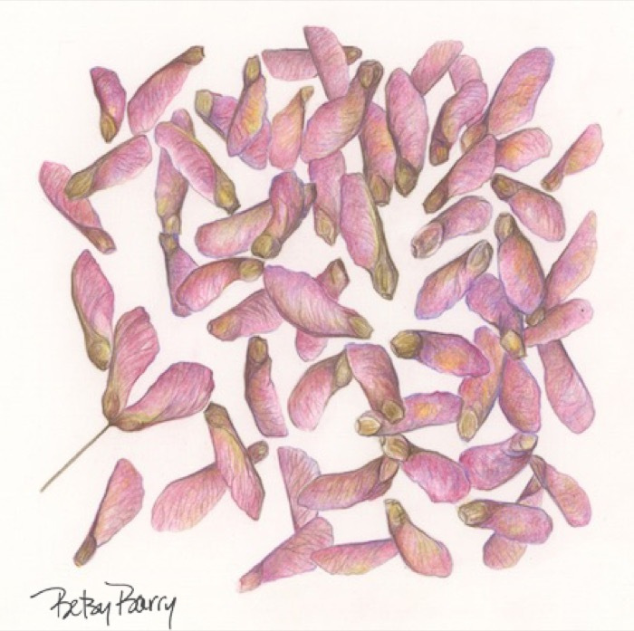 barrybetsypinksamaradcoloredpencil