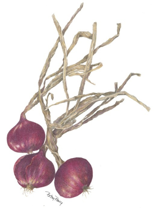 barrybetsypurple-onionscoloredpencil