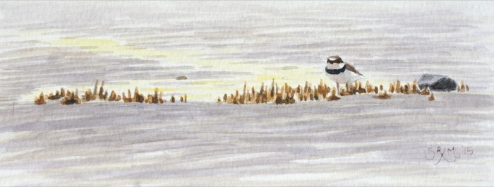 murthaseantidepoolploverwatercolor