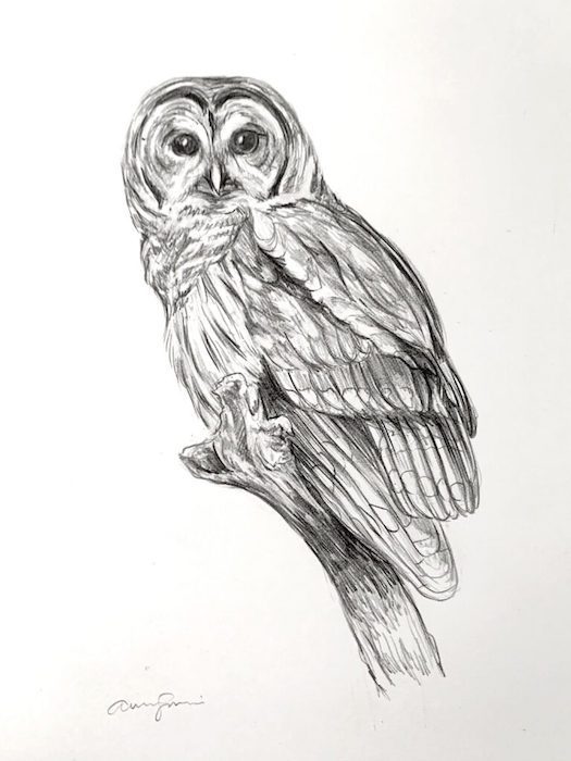 Amanda Surveski, "Barred Owl Study", graphite, 7x9, $250