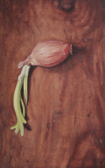 Alicia Melluzzo, "Sprouted Onion", oil, 9x14, $650
