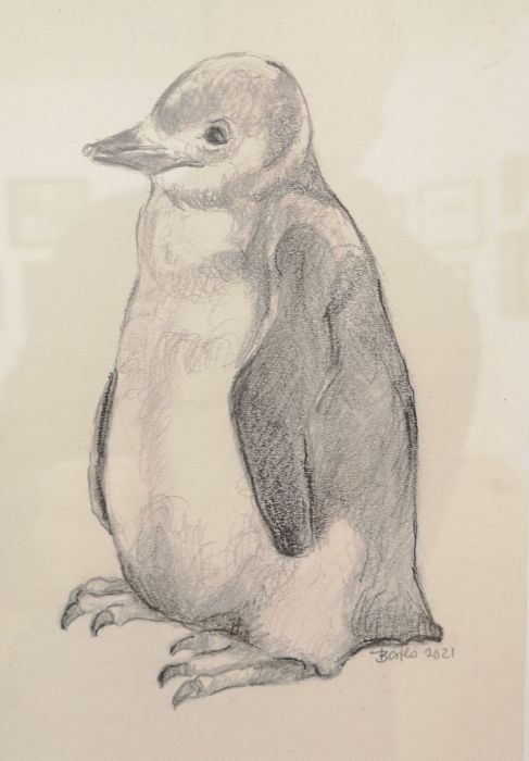 Serena Bates, "Penguin Chick", graphite, 8 x 10, $225