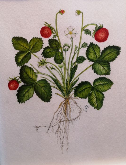 Jim Boone, "Strawberry botanical", watercolor, 9 x 12, $250