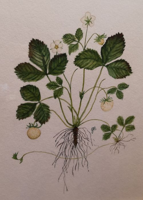 Jim Boone, "Strawberry botanical", watercolor, 9 x 12, $250