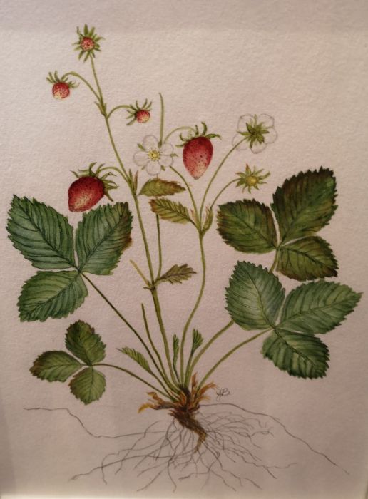 Jim Boone, "Strawberry botanical", watercolor, 9 x 12, $250