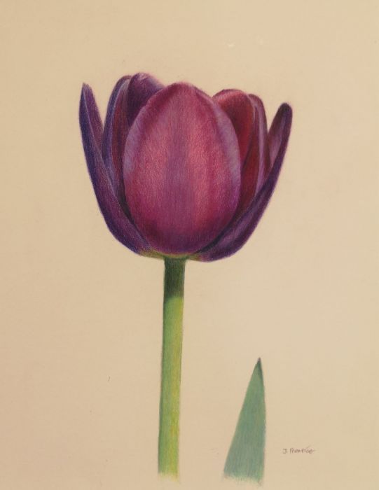 Jan Prentice, "Tulip", colored pencil, 9.5 x 12.5, $375