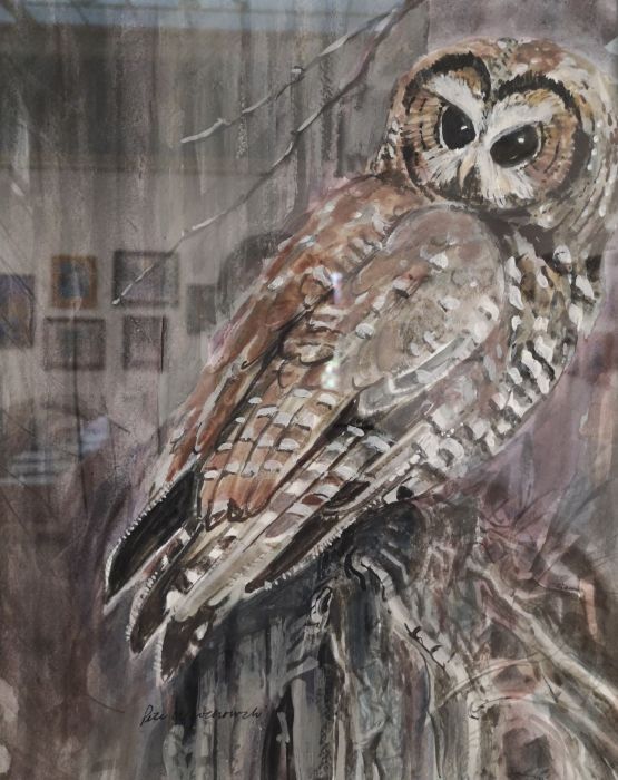 Pete Wlochowski, "Barred Owl", watercolor, 16 x 20, $800
