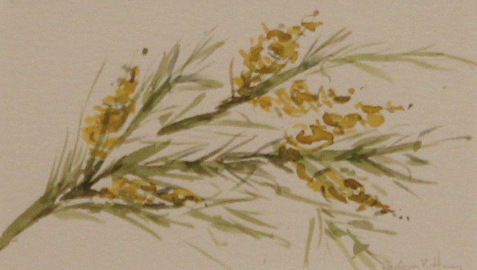Harvey-Barbara-B-Pine-Cones-wc-75-9.5x7.5
