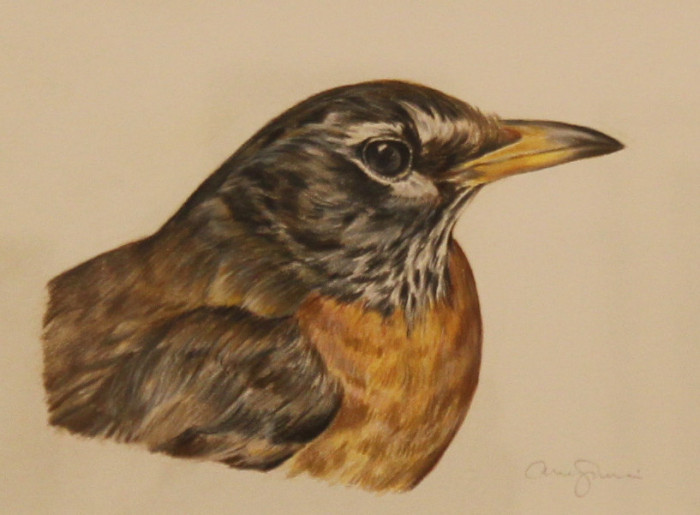 Surveski-Amanda-American-Robin-colored-pencil-325-5x7