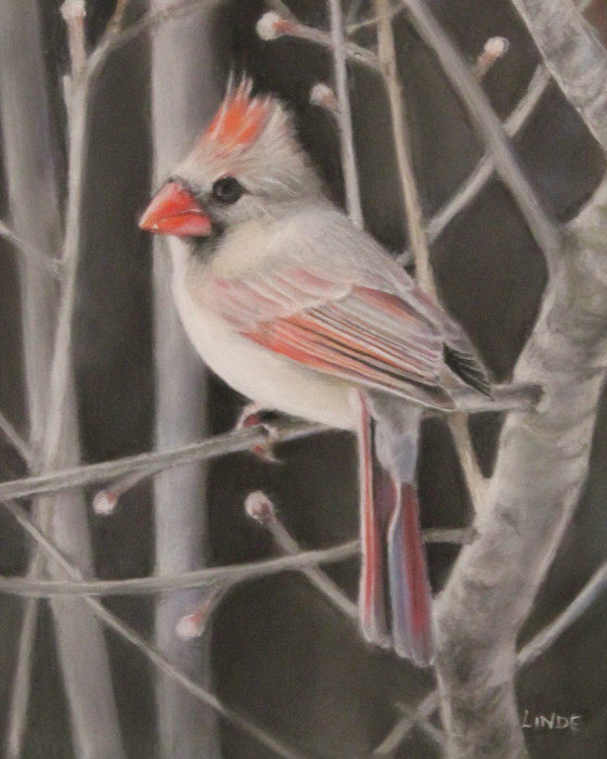 Stephen Linde, "The Winter Cardinal (Female)", Pastel, $600