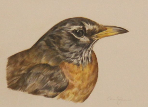 Amanda Surveski, "American Robin", Pencil, $210