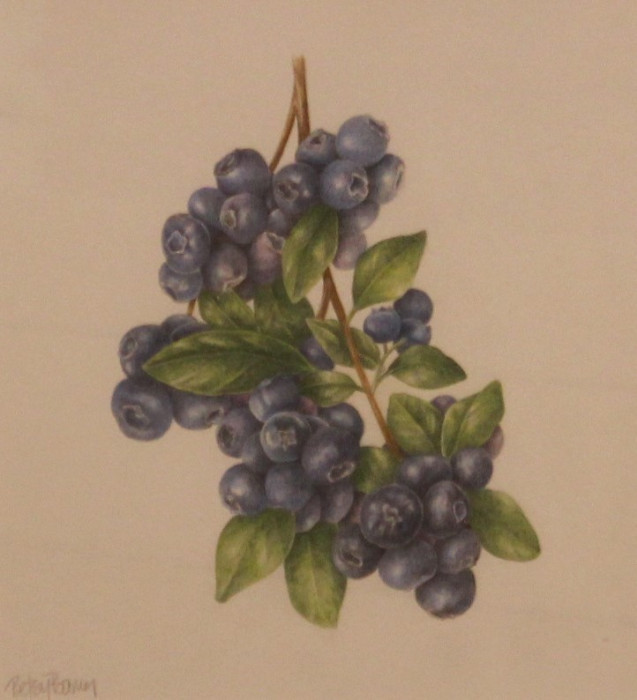 Betsy Barry, "Blueberries", Color Pencil, $495