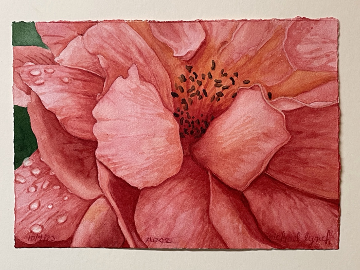 Michael Lynch, "Rose", Watercolor, $400