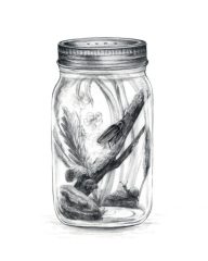 Amanda Surveski, "The Lightning Bug", Graphite, 10x8, $400