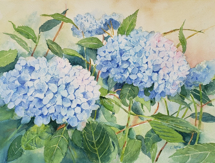 P. Cora Preibis, "Hydrangeas - A Touch of Summer", watercolor, $350