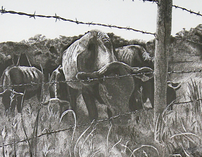 S. Erica Schillawski, "Beef Cows at Tiffany Farm", ink, $300
